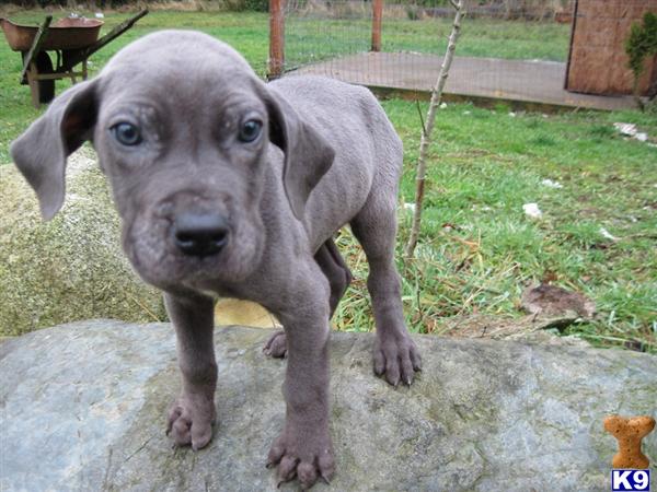 Puppies in WA