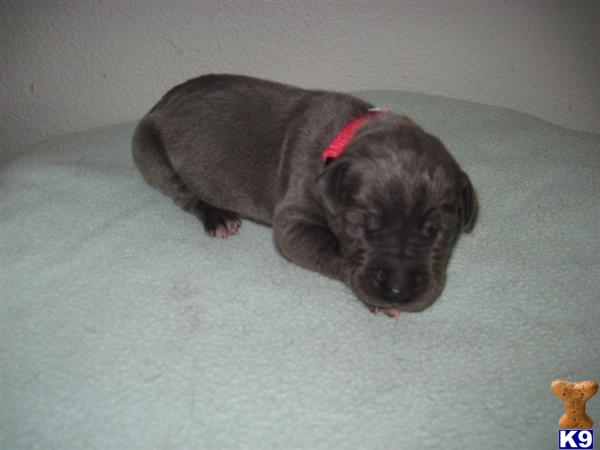 Great Dane Puppies