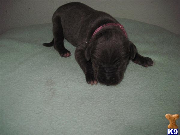 Great Dane Puppies