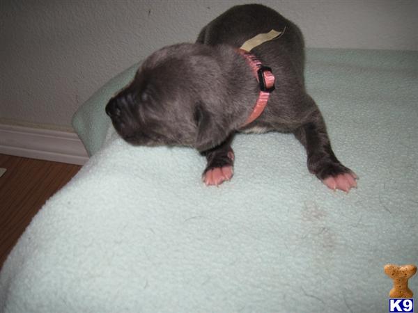 Great Dane Puppies