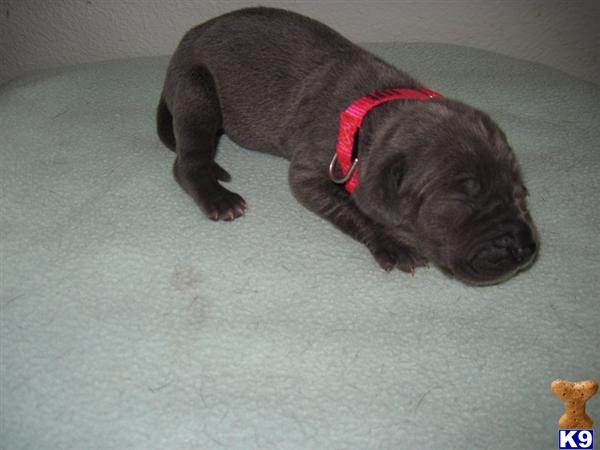 Great Dane Puppies