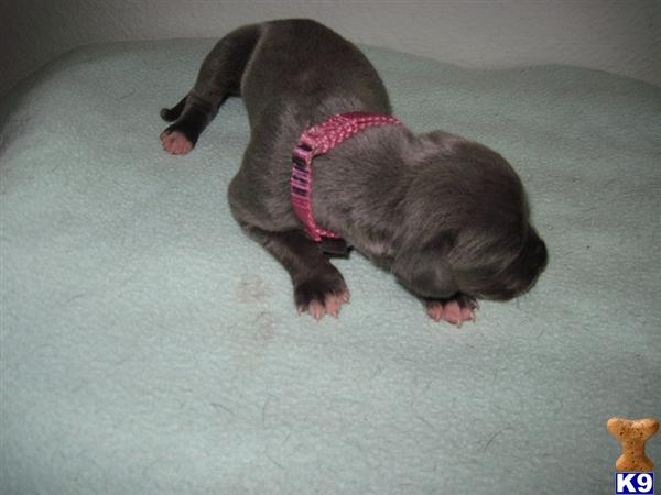 Great Dane Puppies