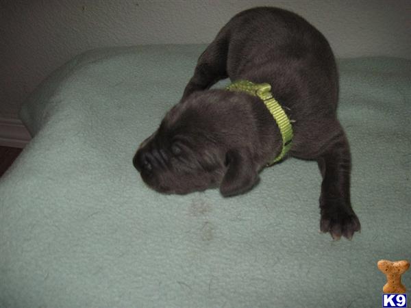 Great Dane Puppies
