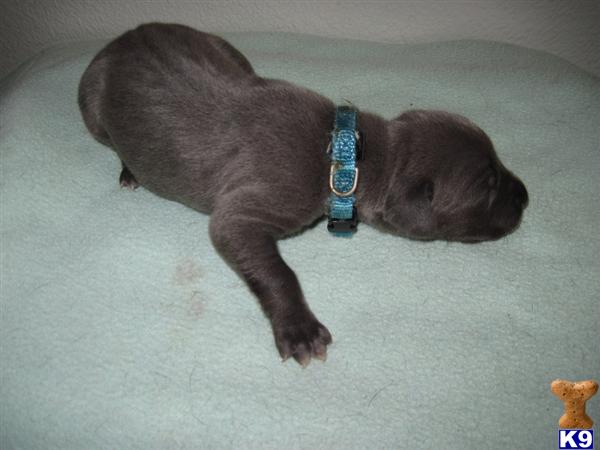 Great Dane Puppies
