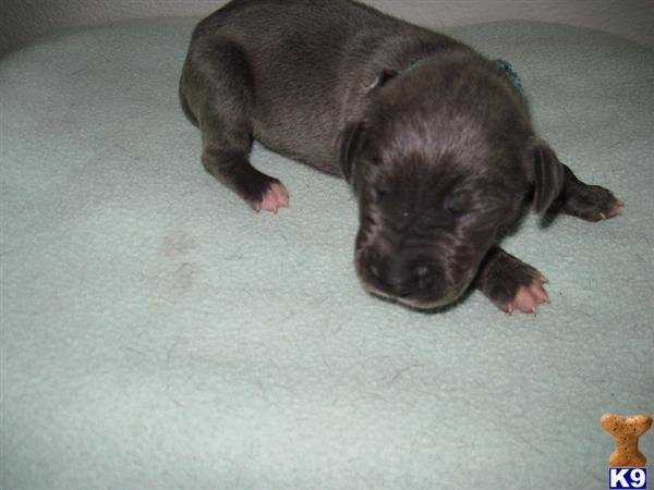 Great Dane Puppies