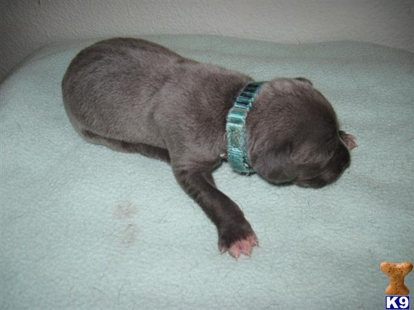 Great Dane Puppies