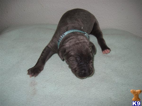 Great Dane Puppies