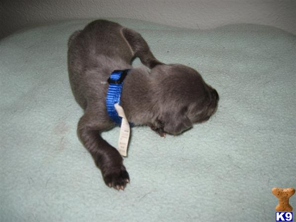 Great Dane Puppies