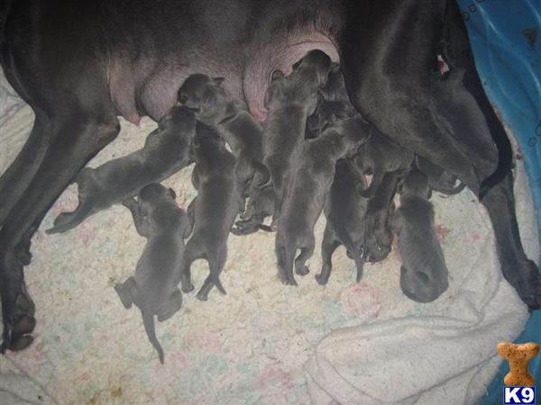Puppies in WA