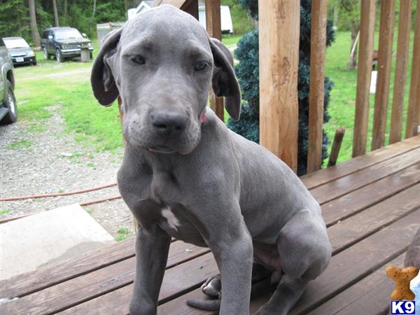 Puppies in Oak harbor