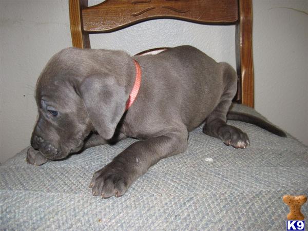 Puppies in Oak harbor