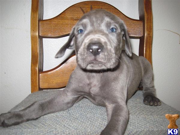 Puppies in Oak harbor
