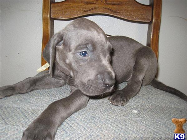 Puppies in Oak harbor
