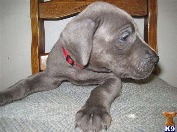 Puppies in Oak harbor