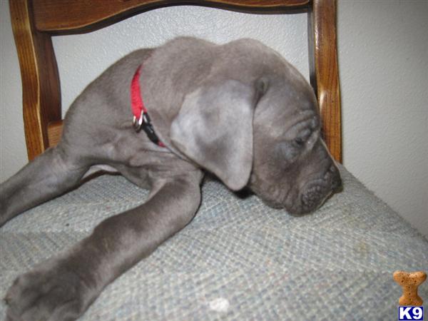 Puppies in Oak harbor