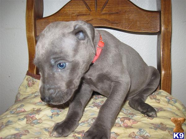 Puppies in Oak harbor