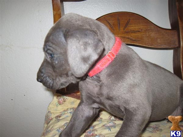 Puppies in Oak harbor
