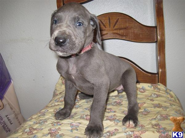 Puppies in Oak harbor