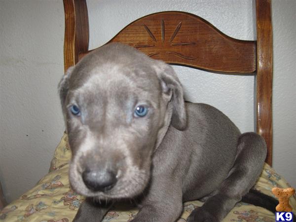 Puppies in Oak harbor