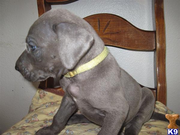 Puppies in Oak harbor
