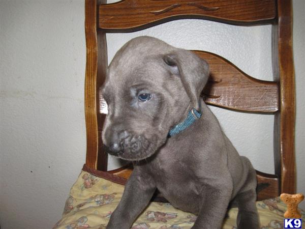 Puppies in Oak harbor