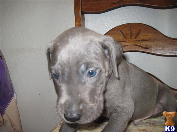 Puppies in Oak harbor