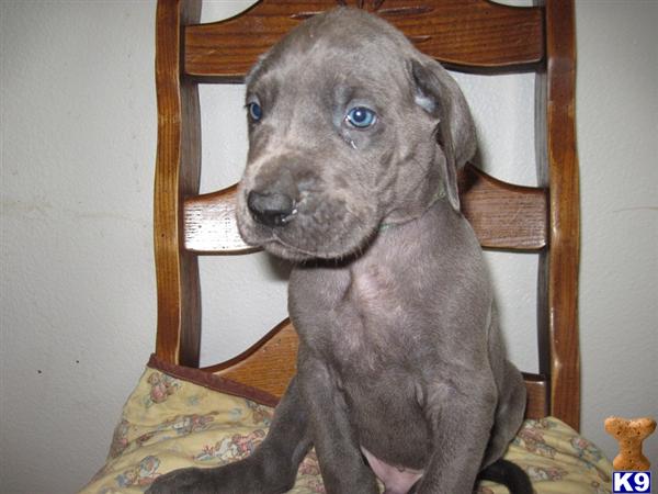 Puppies in Oak harbor