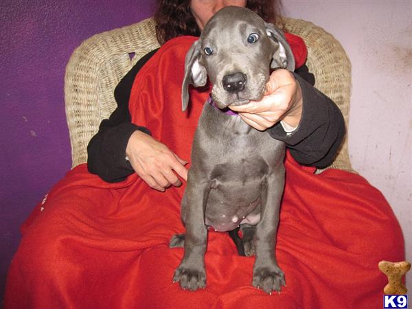 Puppies in WA