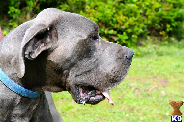 Stud Dogs - Great Dane