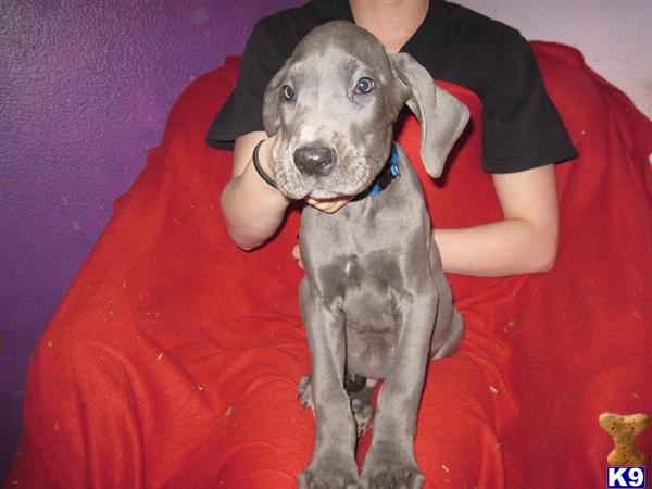 Puppies in WA