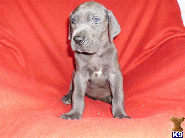 great dane puppies washington document moved great dane puppies washington document moved