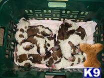 Saint Bernard Puppies for Sale