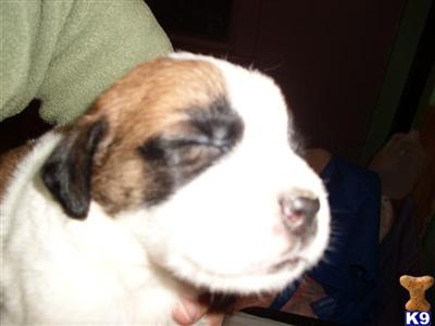 Saint Bernard Puppies for Sale