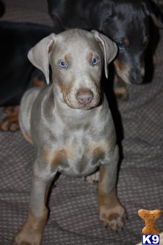 Puppies in KS