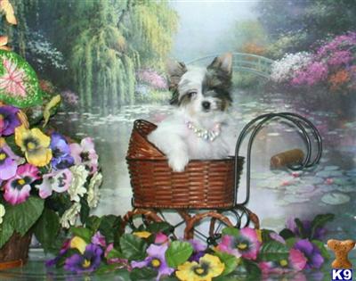 Dogs - Biewer Yorkshire Terriers