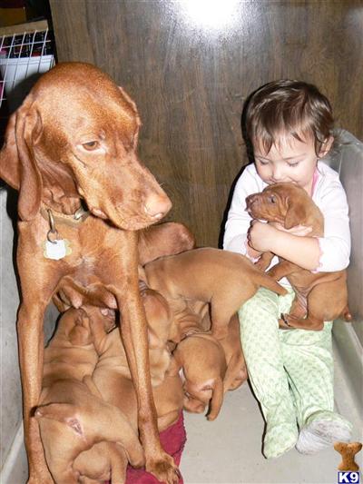 Vizsla Puppies