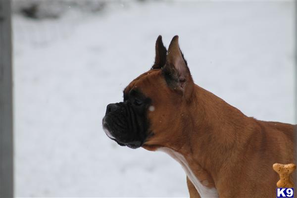 Stud Dogs - Boxer