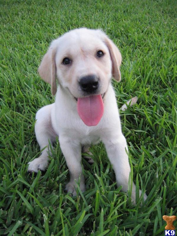 Puppies in Pearland