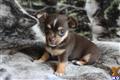 Chihuahua