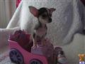 Chihuahua