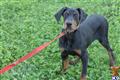Doberman Pinscher