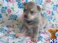 Siberian Husky