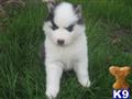 Siberian Husky