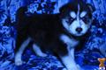 Siberian Husky