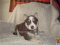 Siberian Husky