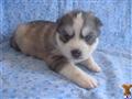 Siberian Husky