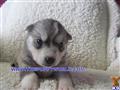 Siberian Husky