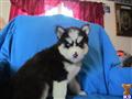 Siberian Husky
