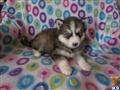 Siberian Husky