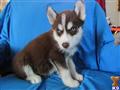 Siberian Husky